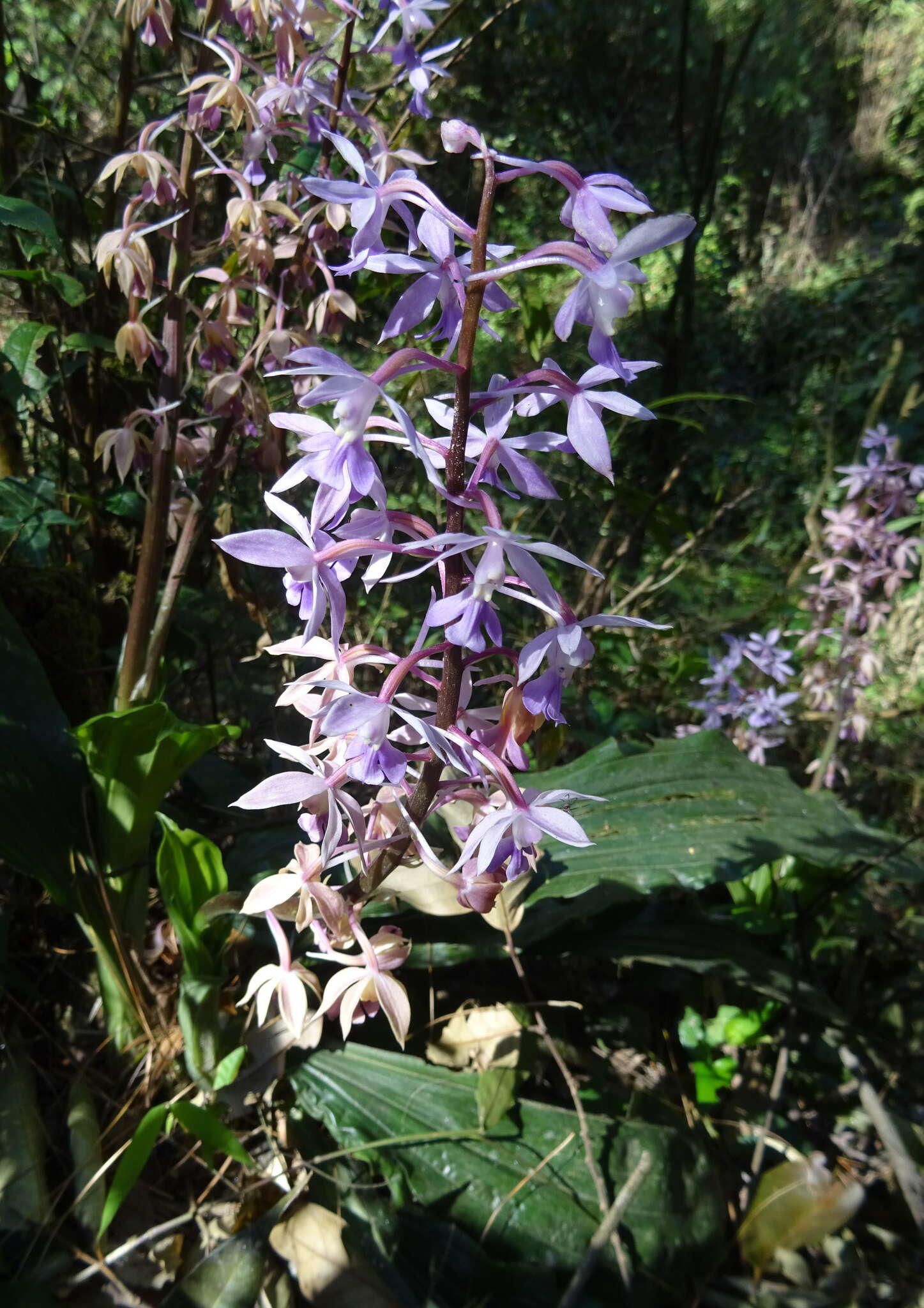 Plancia ëd Calanthe plantaginea Lindl.