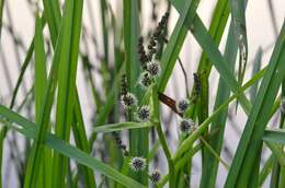 Image of Branched Bur-reed