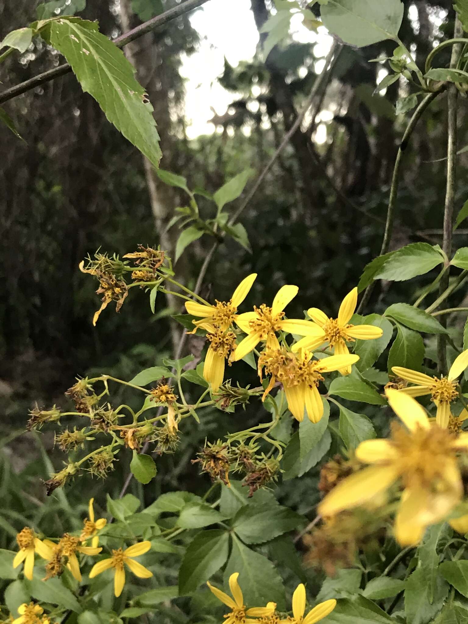 Слика од Bidens reptans (L.) G. Don