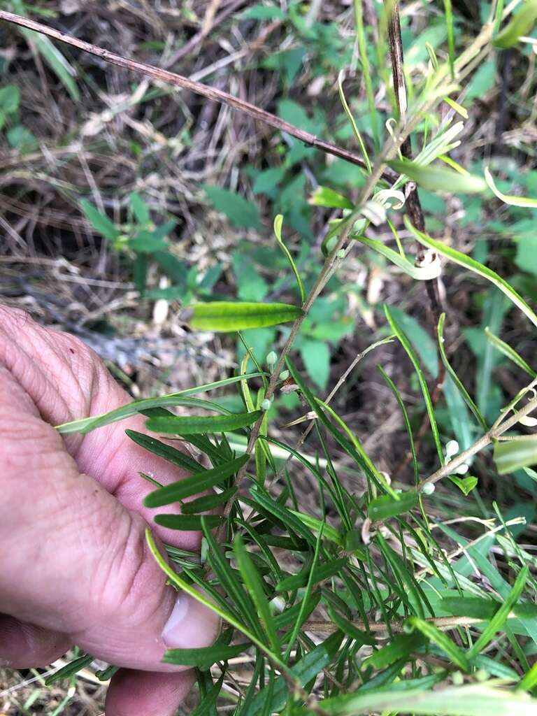 Image of Boronia splendida M. F. Duretto