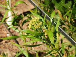 Image of <i>Eupatorium dodonaeifolium</i> DC.