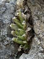 Image de Haworthia marumiana var. viridis M. B. Bayer