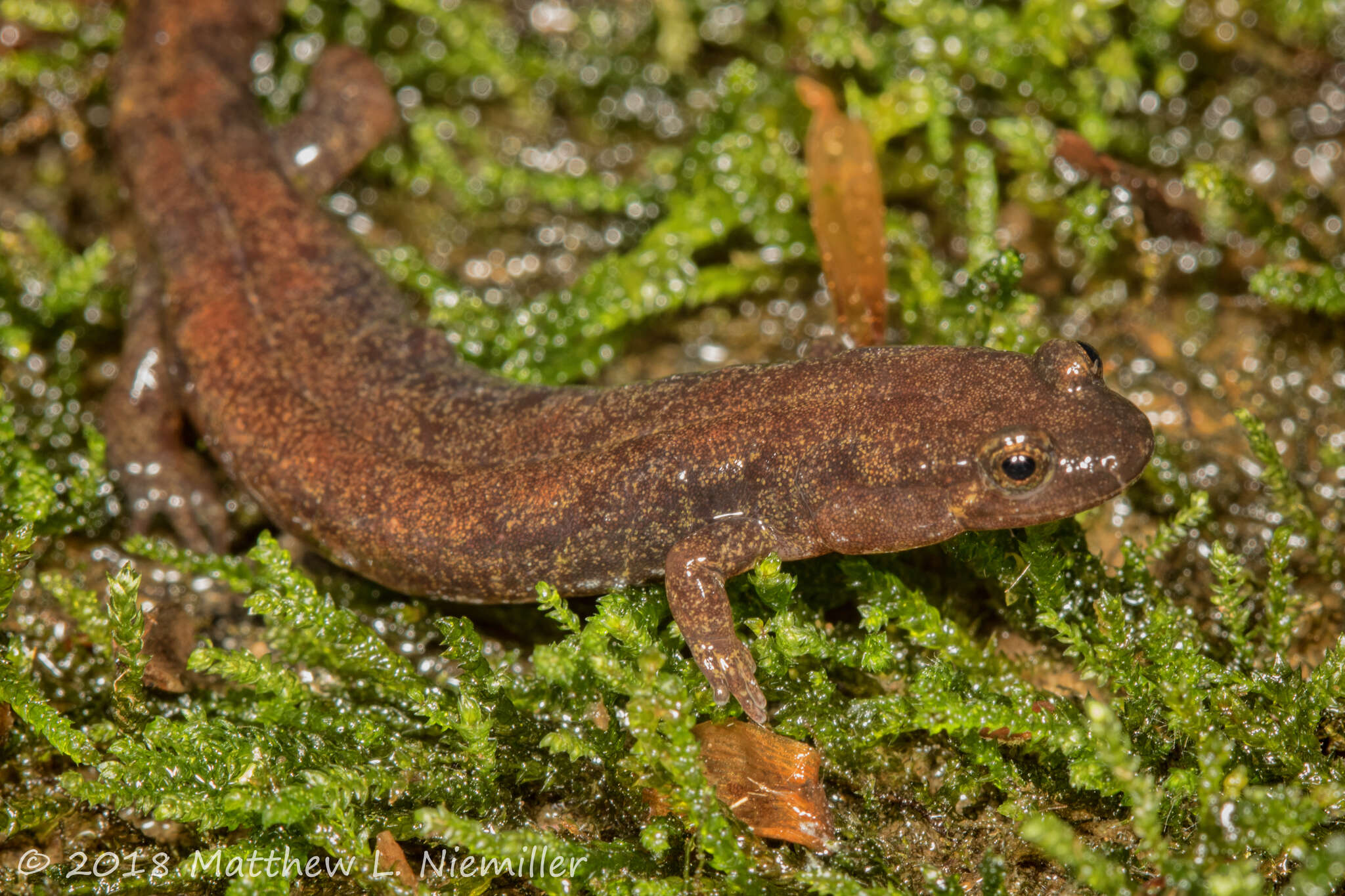 Image of Cumberland Dusky Salamander