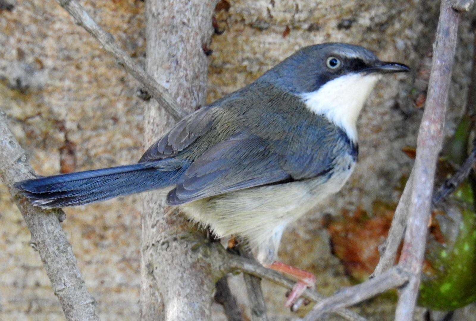 Image of Apalis thoracica claudei Sclater & WL 1910