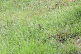 Image of Ayeyarwady Bulbul