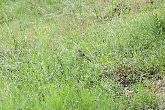 Image of Ayeyarwady Bulbul