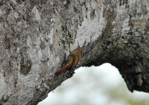 Image of Inambari Woodcreeper