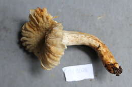 Image of Russula batistae Singer 1955