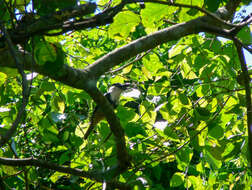 Image of Buff-bellied Puffbird