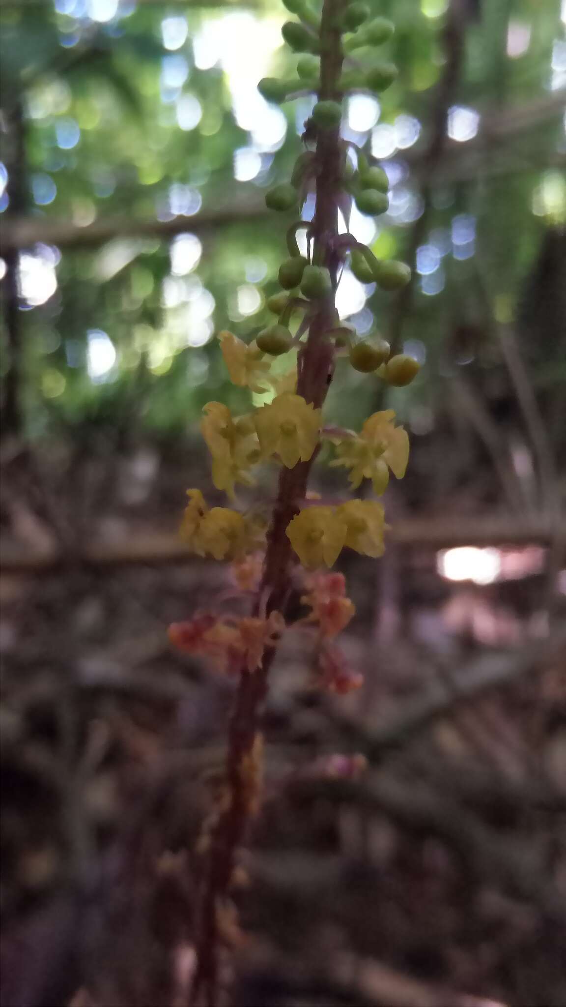 Crepidium roohutuensis (Fukuy.) T. P. Lin的圖片