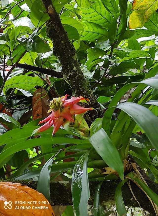 صورة Guzmania conglomerata H. Luther