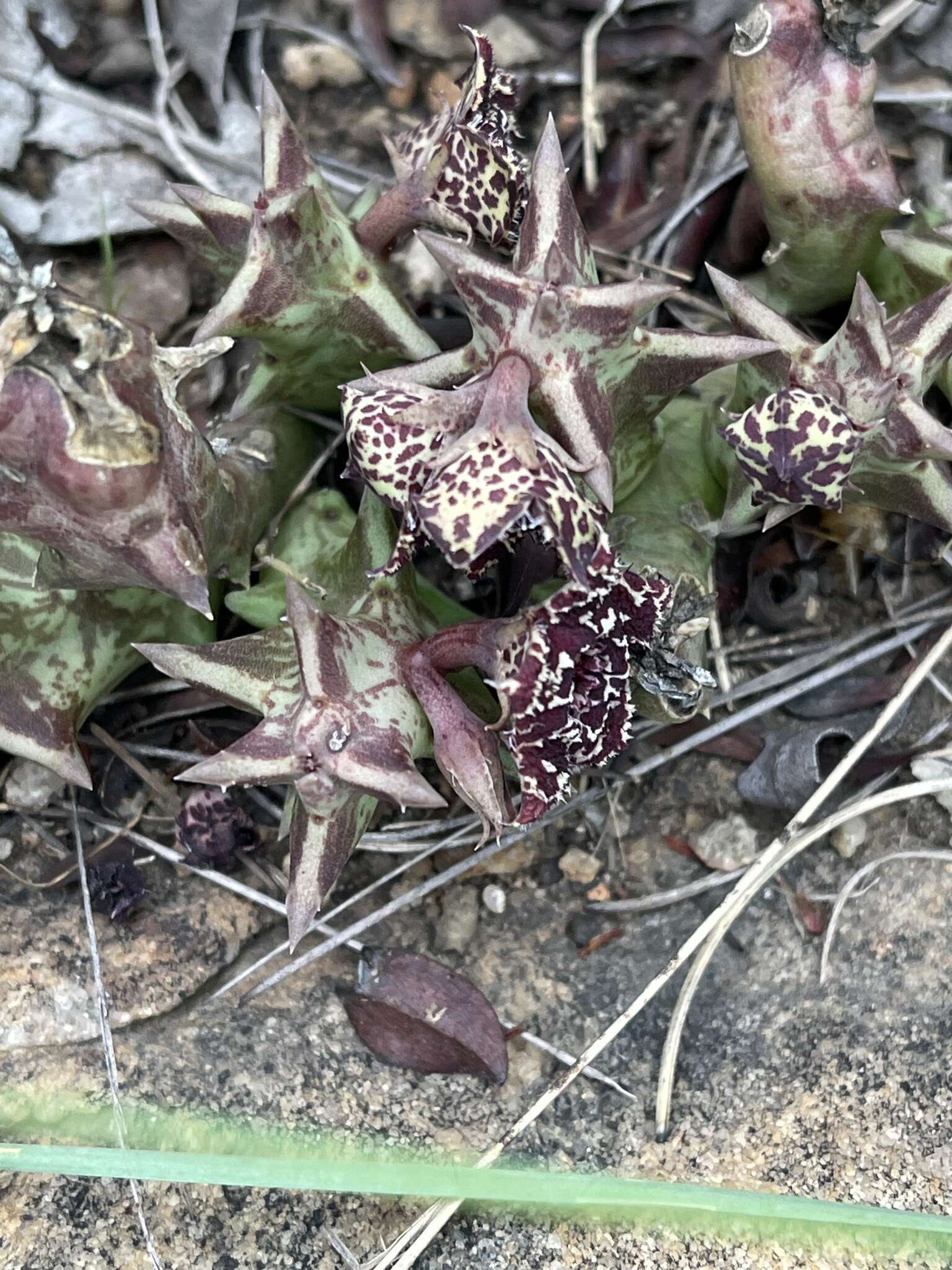 Image de Ceropegia keithii subsp. keithii