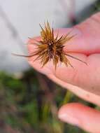 Image of Manatee Beak Sedge