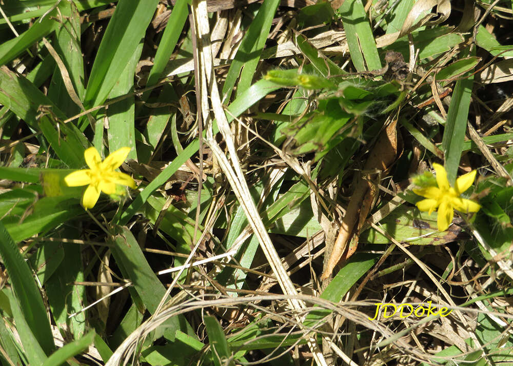 Sivun Hypoxis decumbens L. kuva