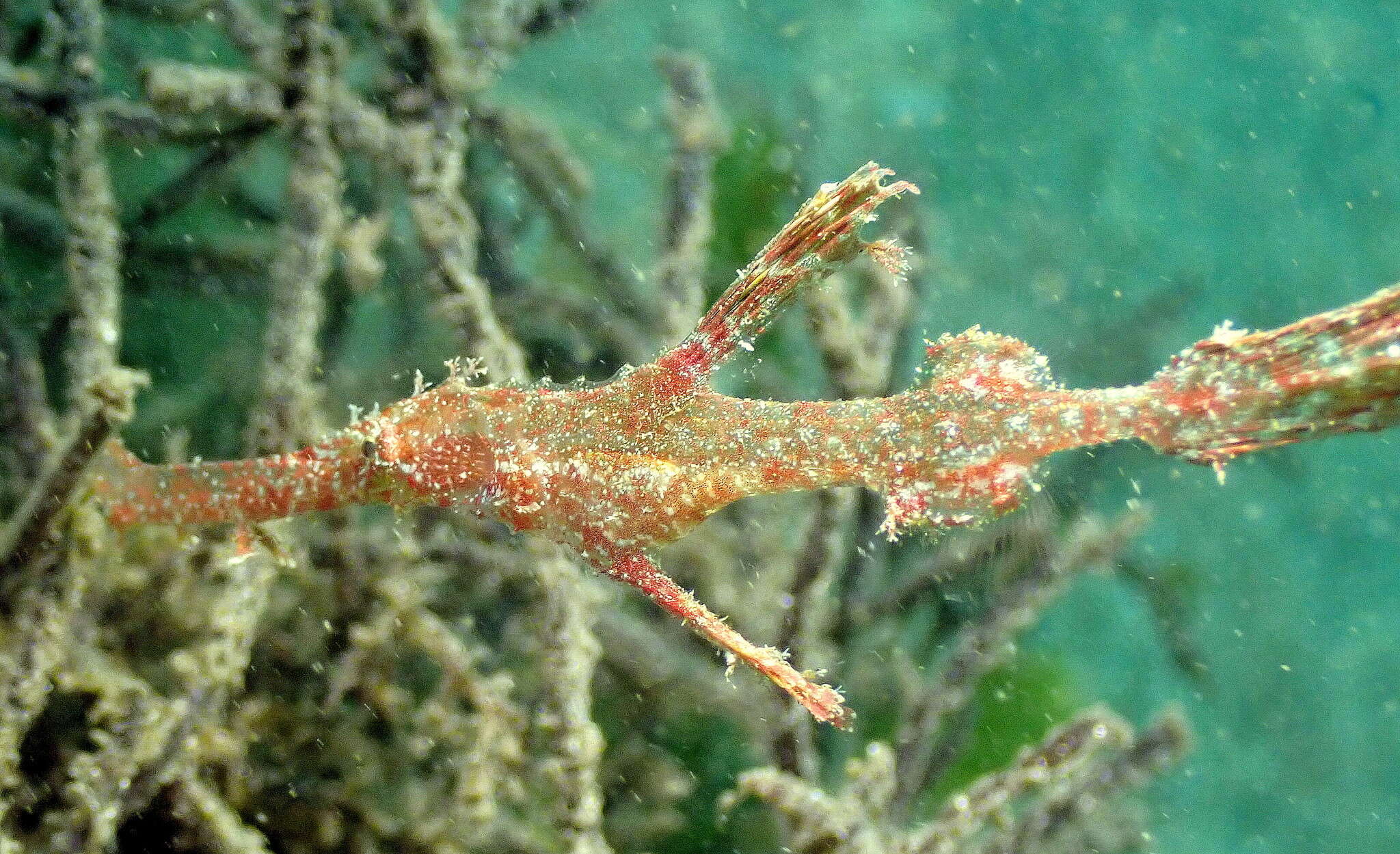 Image of Delicate ghost pipefish