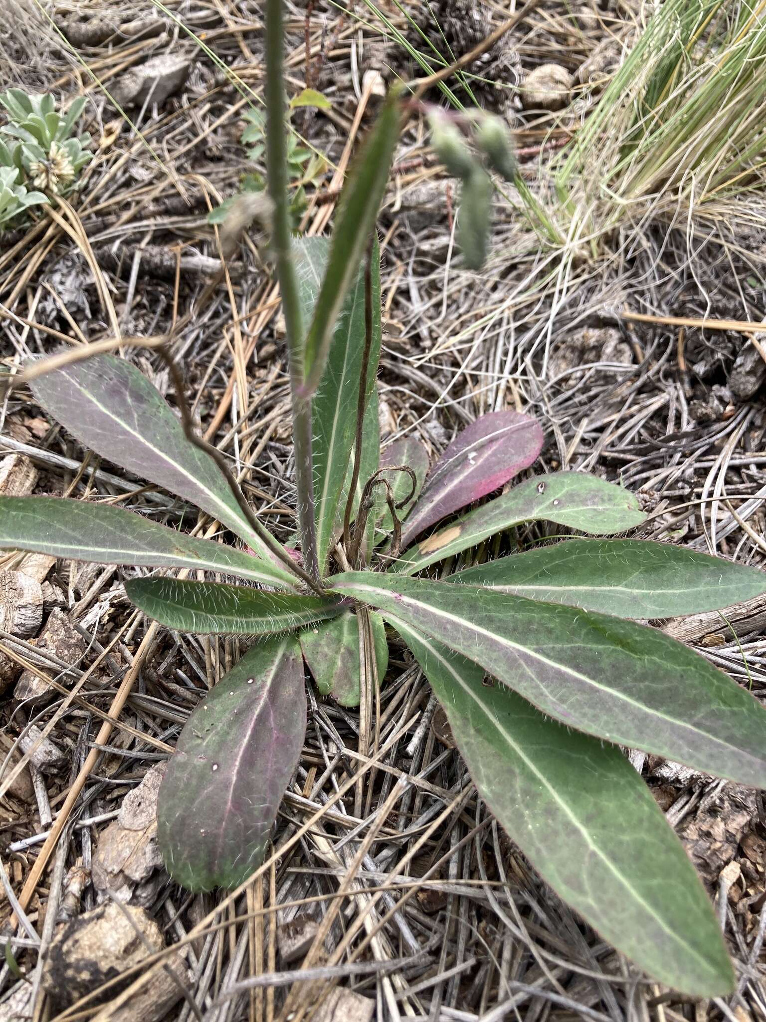 Image of yellow hawkweed