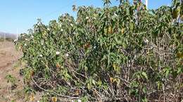 Imagem de Ipomoea carnea subsp. fistulosa (Mart. ex Choisy) D. F. Austin