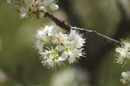 Imagem de Prunus rivularis Scheele