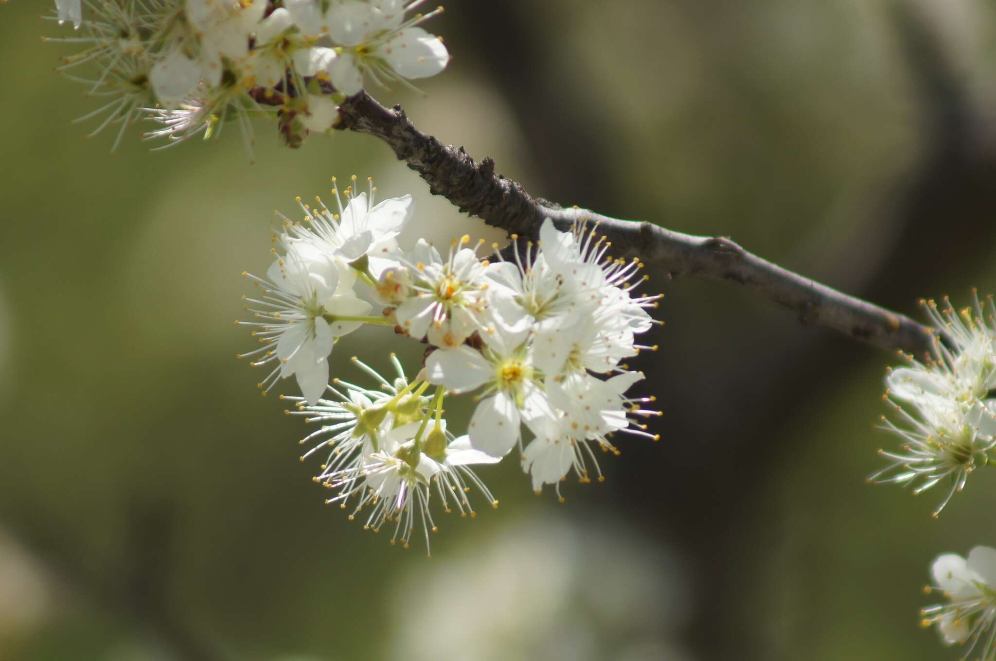 Image of creek plum