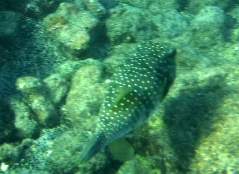 Image of Broadbarred Toadfish