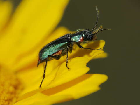 Malachius lusitanicus resmi