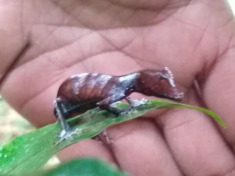 Image of Satanic leaf-tailed gecko