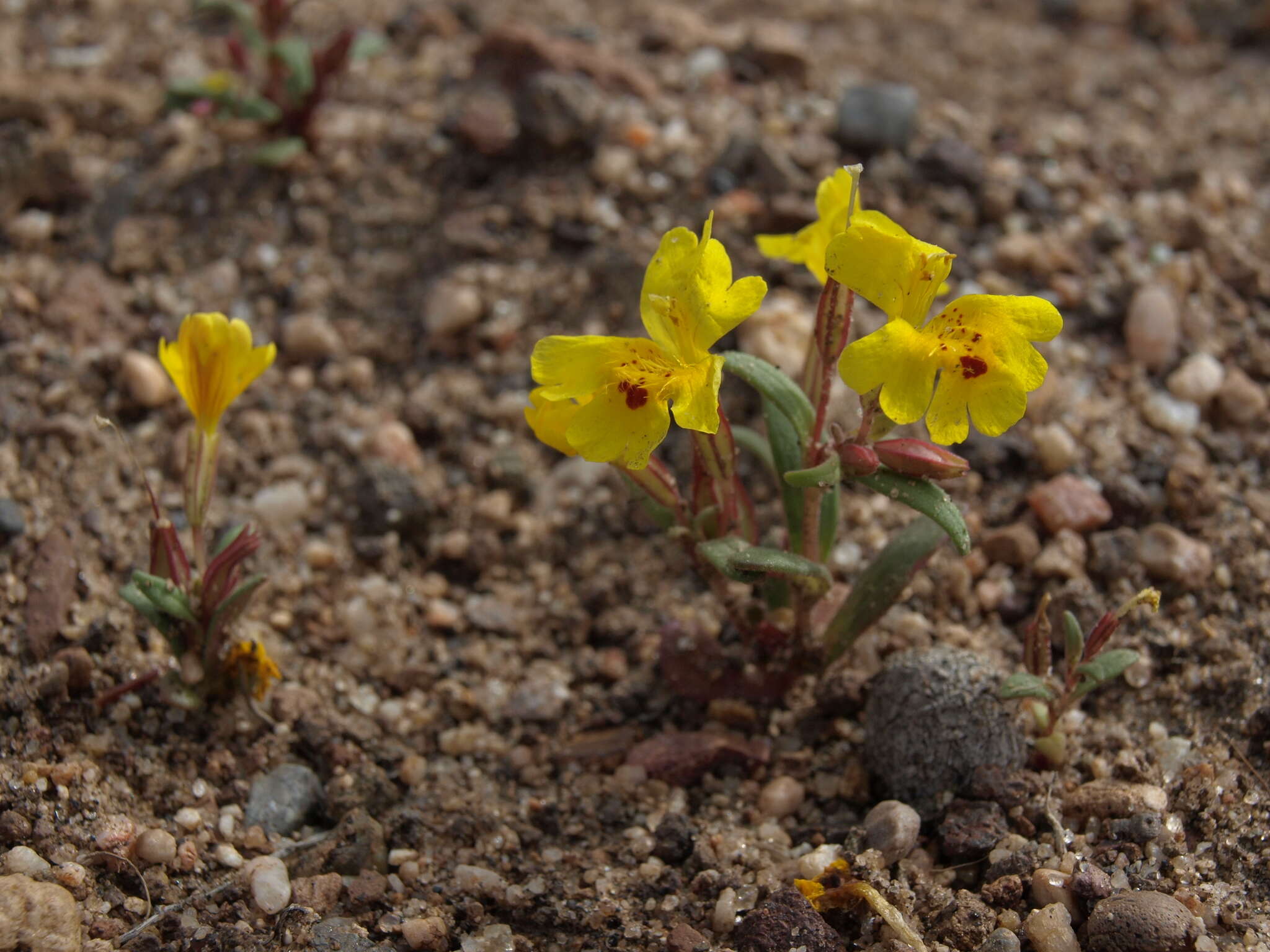 صورة Erythranthe carsonensis N. S. Fraga