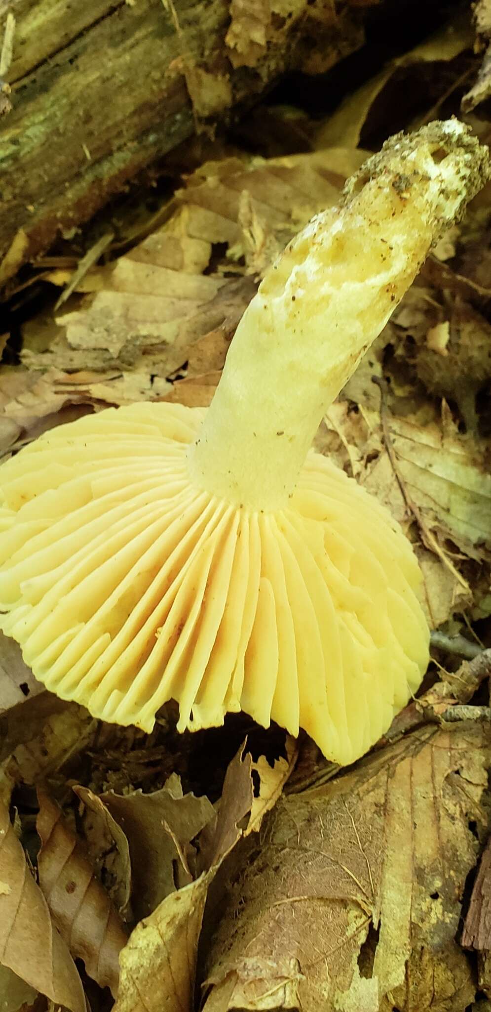 Image of Russula earlei Peck 1904