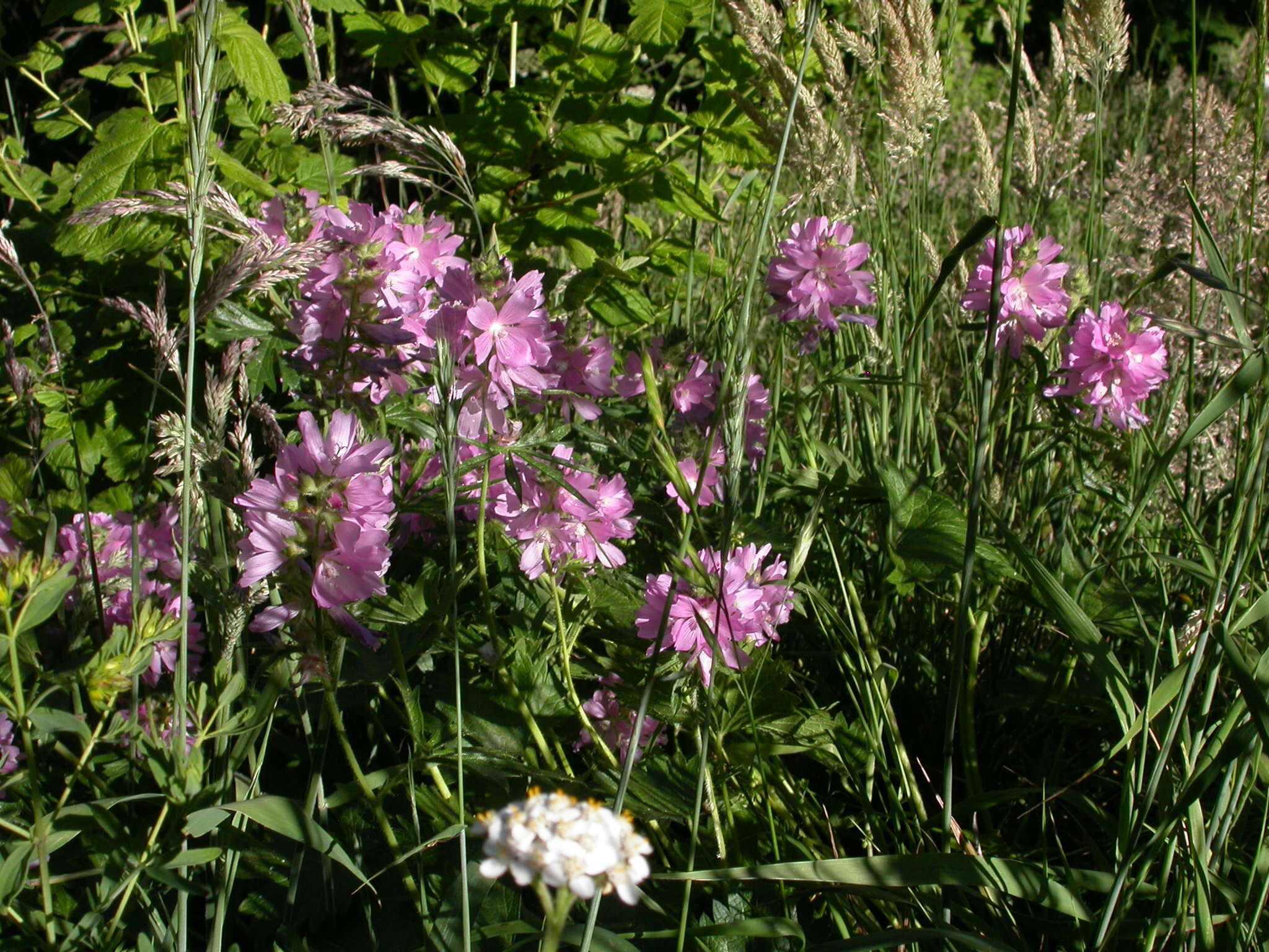 Image of bristlystem checkerbloom