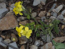 Слика од Biscutella cichoriifolia Loisel.