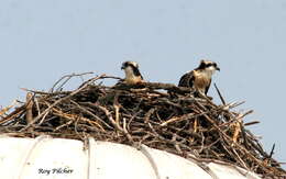 Image of ospreys