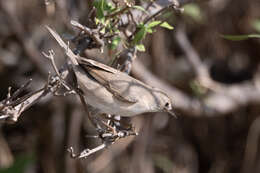 Sivun Curruca cantillans (Pallas 1764) kuva