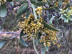 Image of Santalum lanceolatum R. Br.