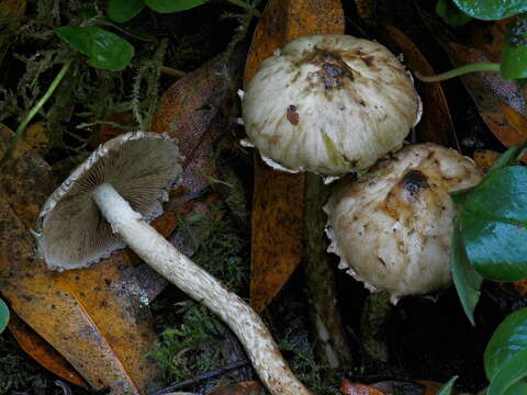 Image of Psathyrella maculata (C. S. Parker) A. H. Sm. 1972