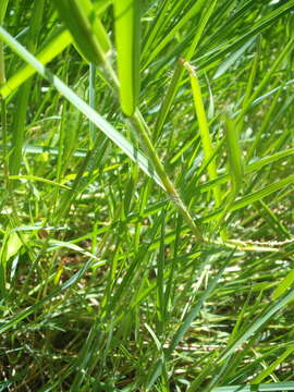 Image de Paspalum distichum L.