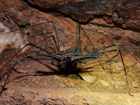 Image of Heterophrynus longicornis (Butler 1873)