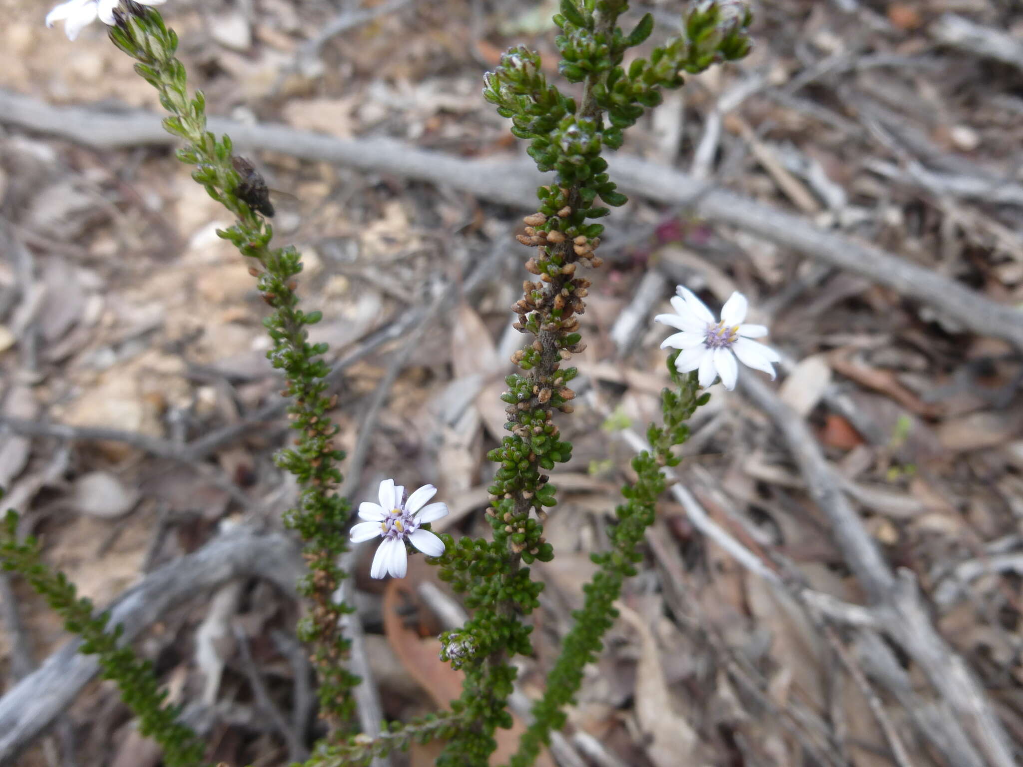 Image of Olearia minor (Benth.) N. S. Lander