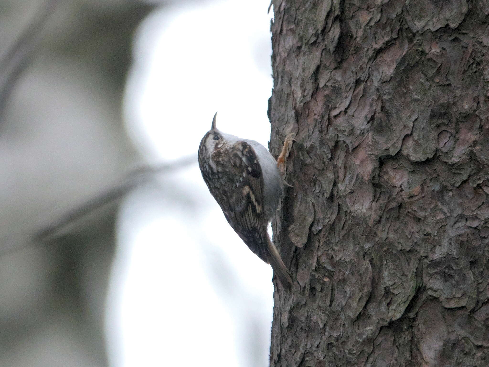 صورة Certhia familiaris familiaris Linnaeus 1758