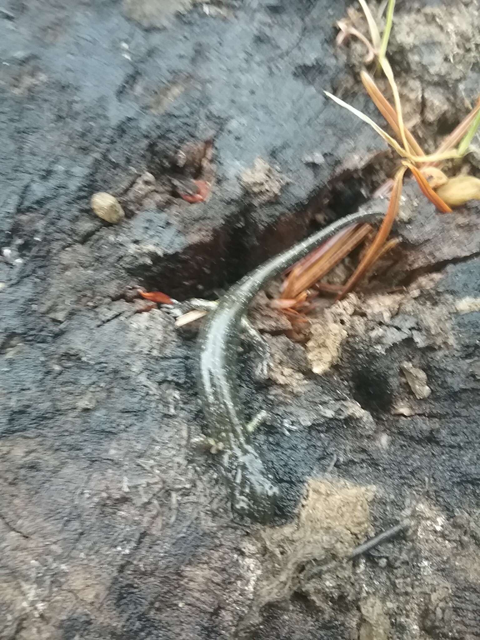 Image of Klamath Black Salamander