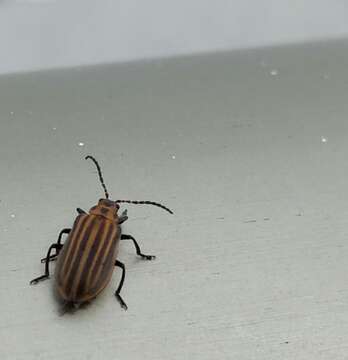 Image of Skeletonizing leaf beetle