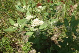 Image of March fleabane