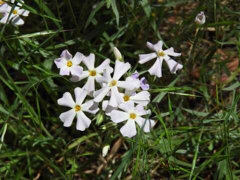 Image of longleaf phlox