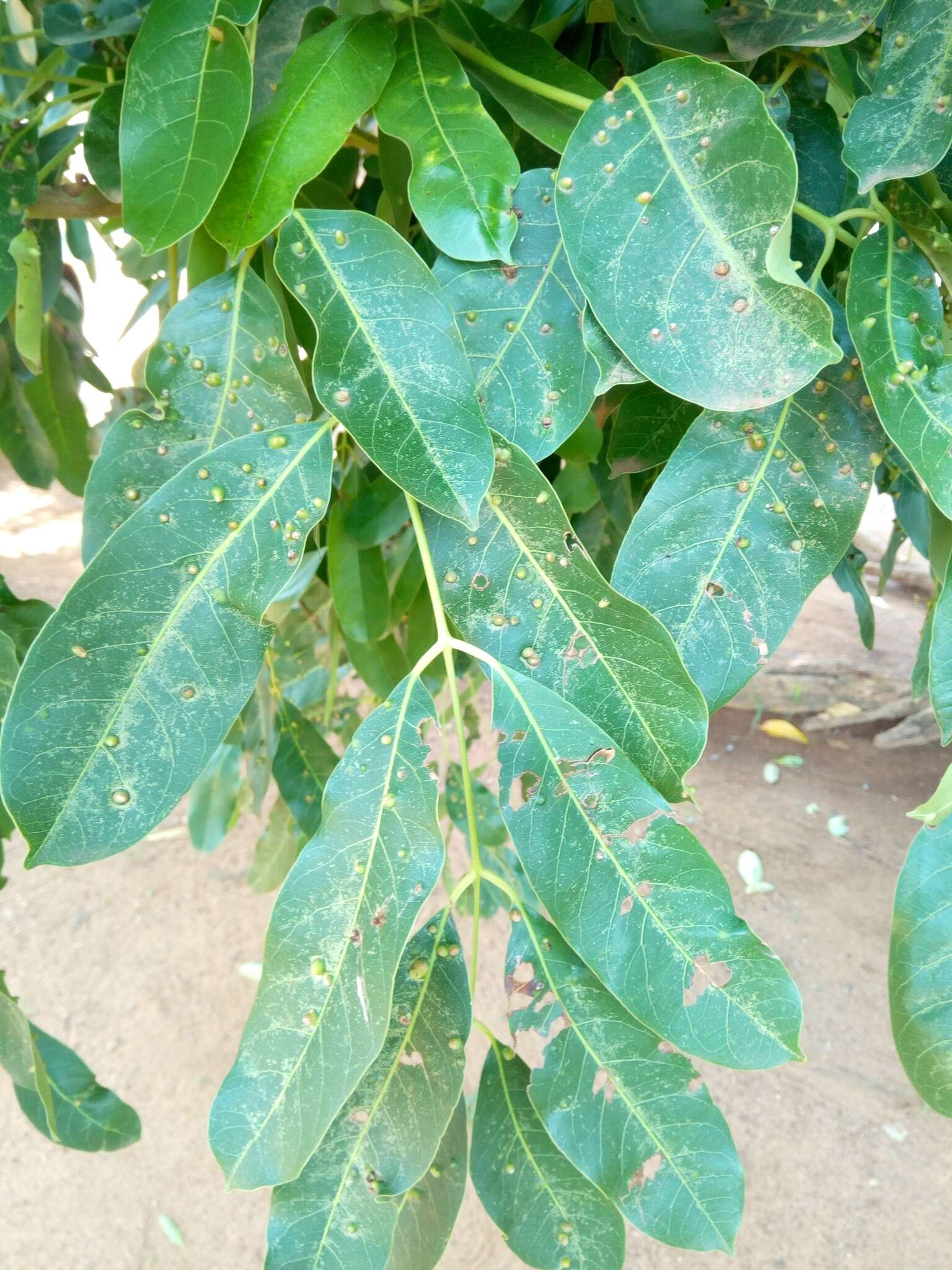 Image of African Mahogany