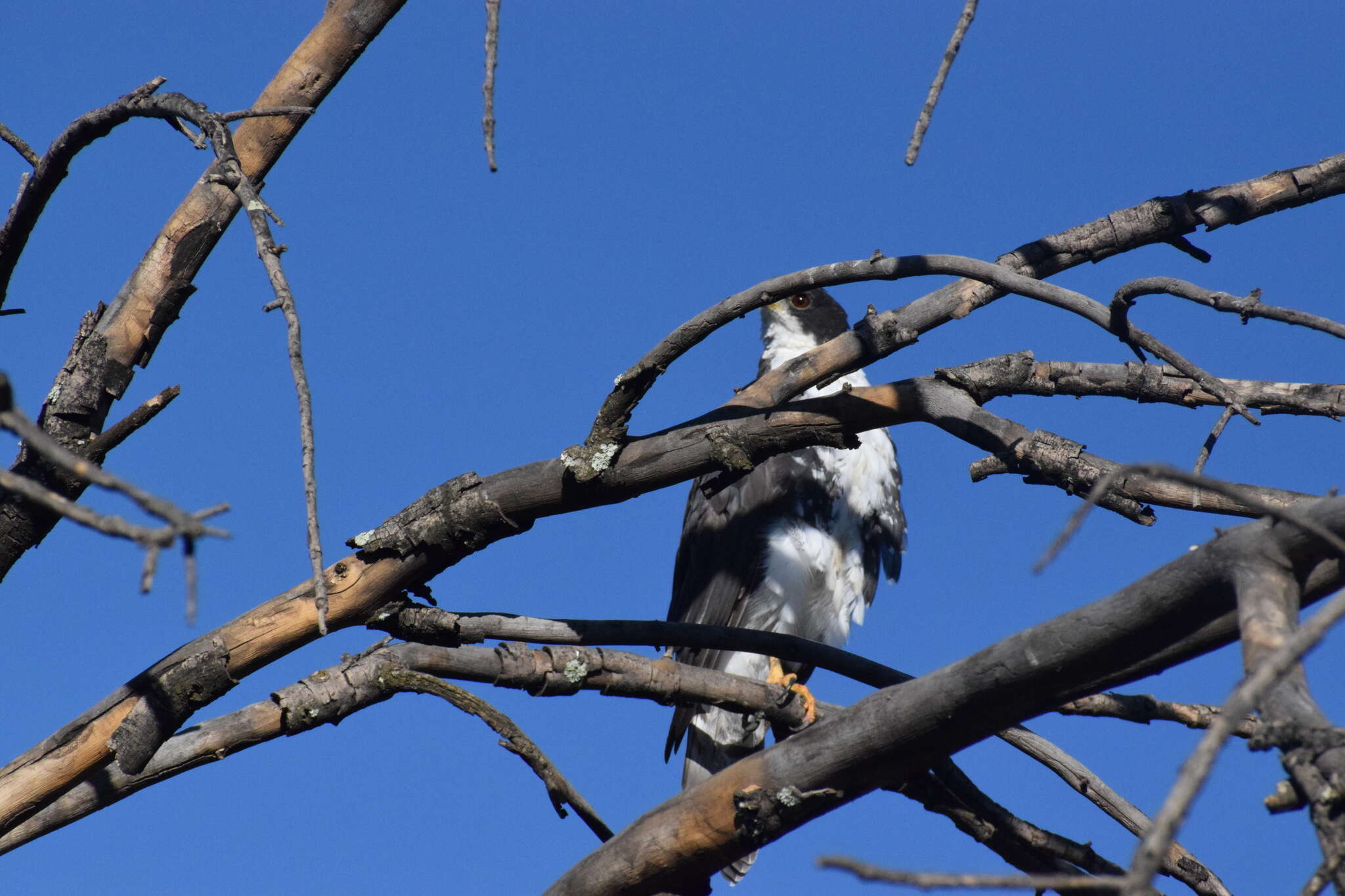 Image of Black Sparrowhawk