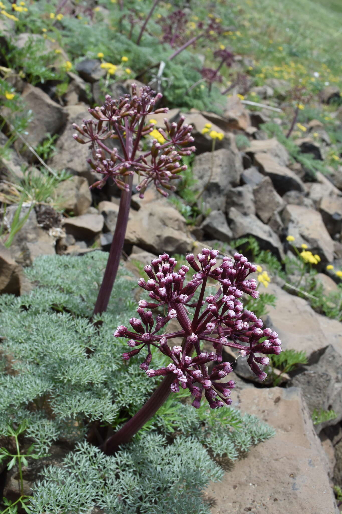 Lomatium minus (Rose ex Howell) Mathias & Constance resmi