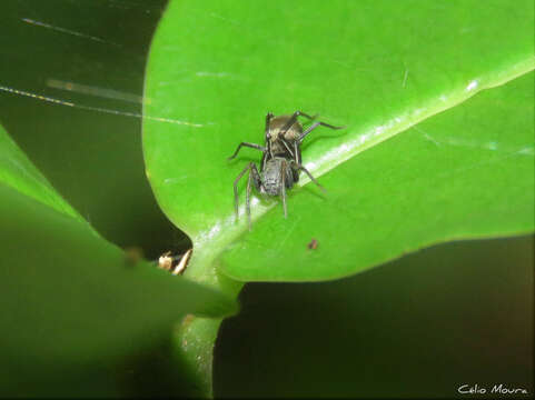 Image of Myrmecotypus niger Chickering 1937