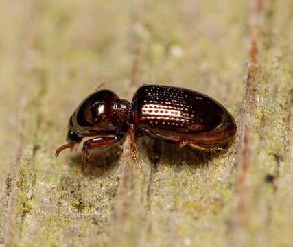 Image of Dyschirius (Dyschiriodes) abbreviatus Putzeys 1846