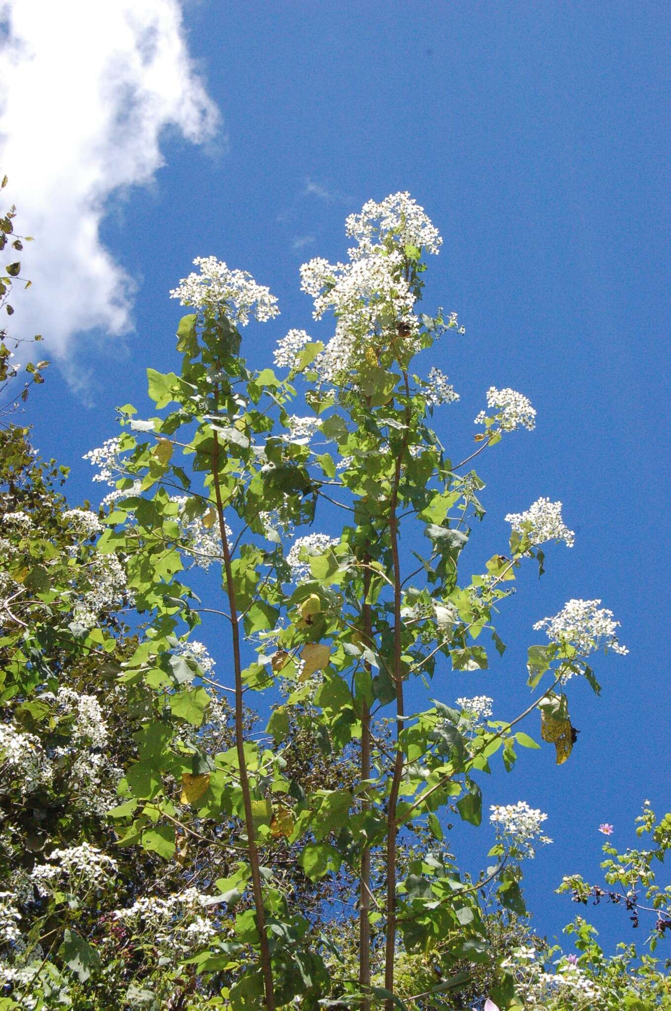 Image of Montanoa leucantha (Lag. & Segura) S. F. Blake