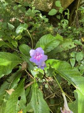 Image of Streptocarpus primulifolius Gandoger