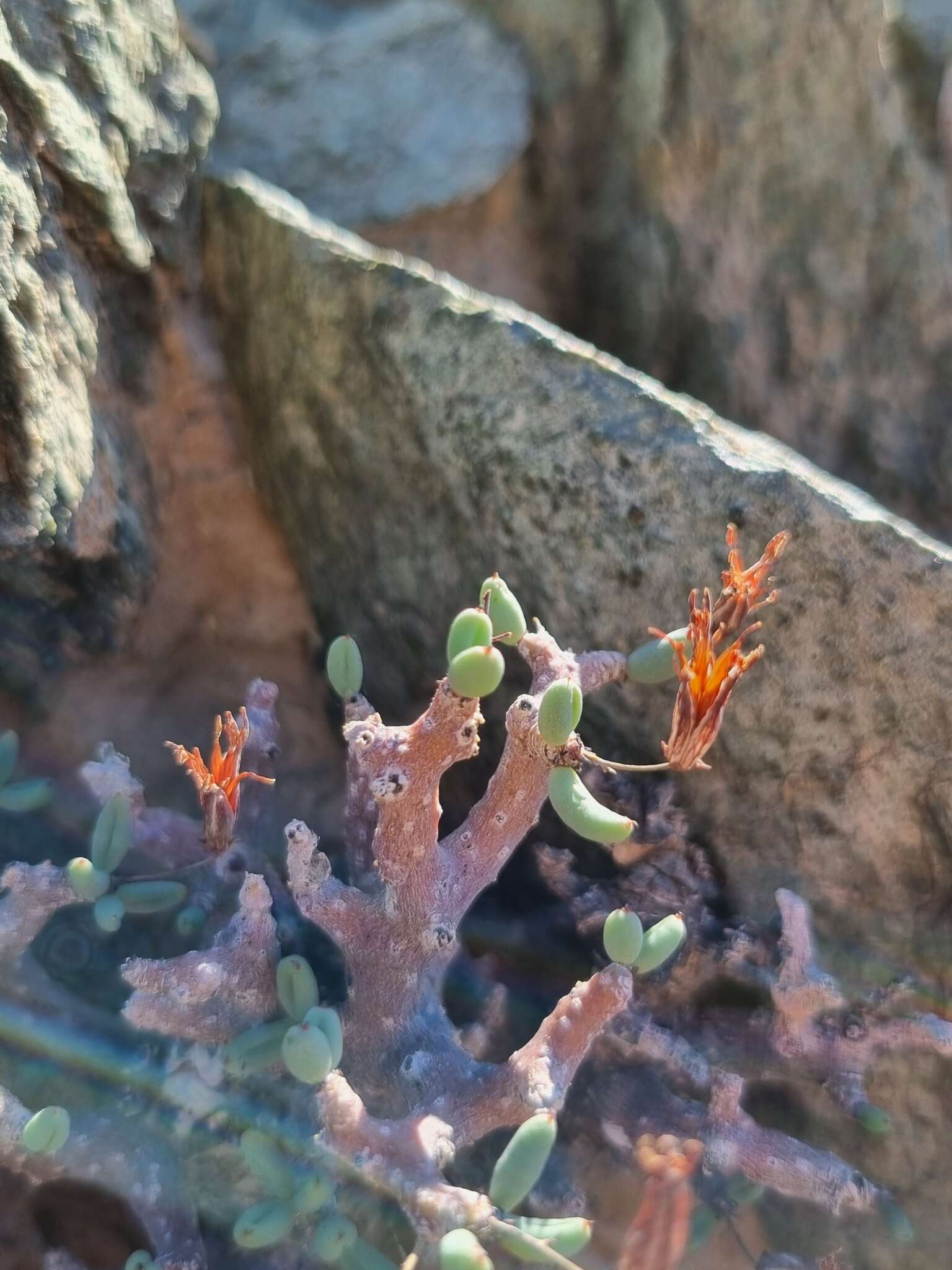 Imagem de Tylecodon buchholzianus (Schuldt & Steph.) H. Tölken